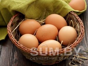 Домашние яйцо объявление Продам уменьшенное изображение 