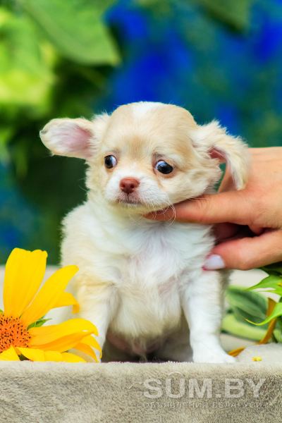 Шикарные щенки чихуахуа объявление Продам уменьшенное изображение 
