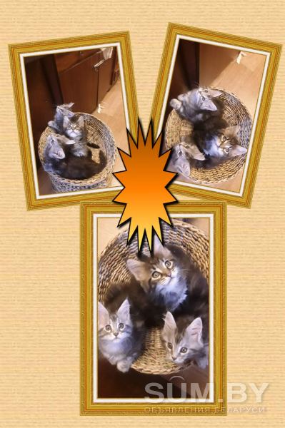 Котята Мейн-кун (прививки, документы в наличии) объявление Продам уменьшенное изображение 