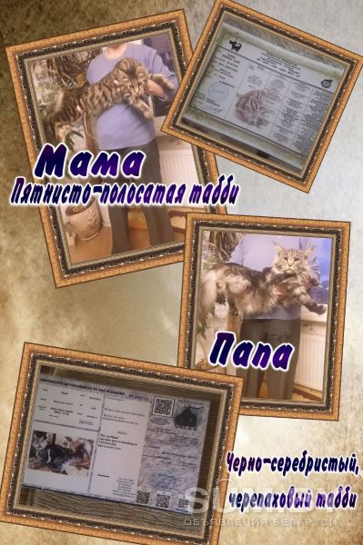 Котята Мейн-кун (прививки, документы в наличии) объявление Продам уменьшенное изображение 