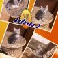 Котята Мейн-кун (прививки, документы в наличии) объявление Продам уменьшенное изображение 4