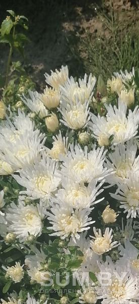 Хризантема мультифлора объявление Продам уменьшенное изображение 