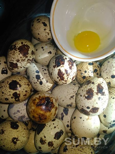 Яйца перепелиные объявление Продам уменьшенное изображение 