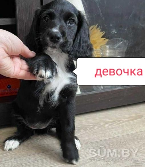 Продам щенков русского спаниеля объявление Продам уменьшенное изображение 