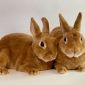Питомник декоративных и карликовых кроликов Плюшевый Принц объявление Продам уменьшенное изображение 2