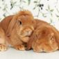 Питомник декоративных и карликовых кроликов Плюшевый Принц объявление Продам уменьшенное изображение 4