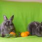 Питомник декоративных и карликовых кроликов Плюшевый Принц объявление Продам уменьшенное изображение 3