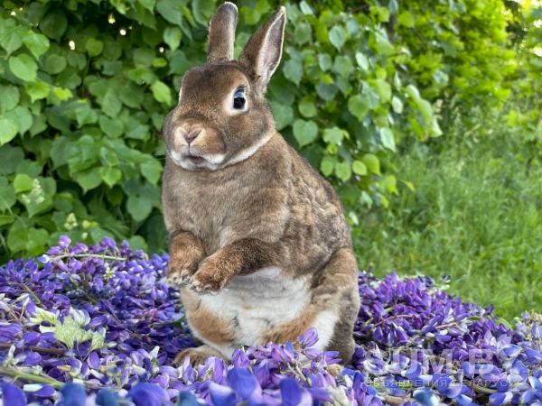 Питомник декоративных и карликовых кроликов Плюшевый Принц объявление Продам уменьшенное изображение 
