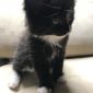 Котята мейн-кун 1.5 месяца объявление Продам уменьшенное изображение 2