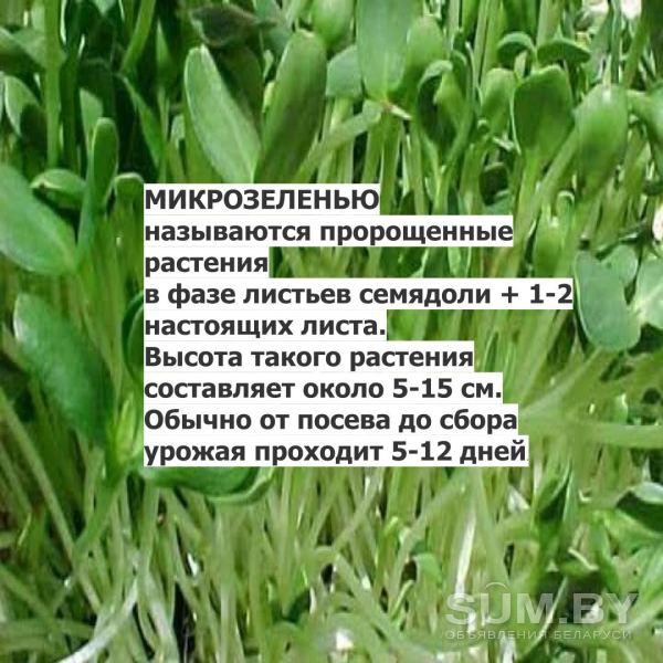 Микрозелень объявление Продам уменьшенное изображение 
