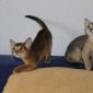 Абиссинские котята объявление Продам уменьшенное изображение 1