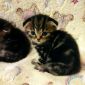 Британские котята Вислоухие объявление Продам уменьшенное изображение 1