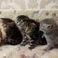 Британские котята Вислоухие объявление Продам уменьшенное изображение 2