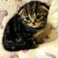 Британские котята Вислоухие объявление Продам уменьшенное изображение 4