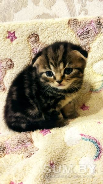 Британские котята Вислоухие объявление Продам уменьшенное изображение 