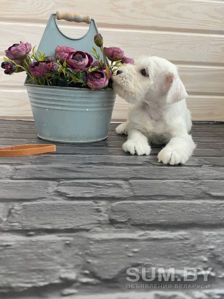 Продам белого щенка цвергшнауцера объявление Продам уменьшенное изображение 