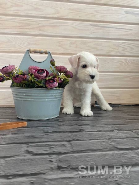 Продам белого щенка цвергшнауцера объявление Продам уменьшенное изображение 