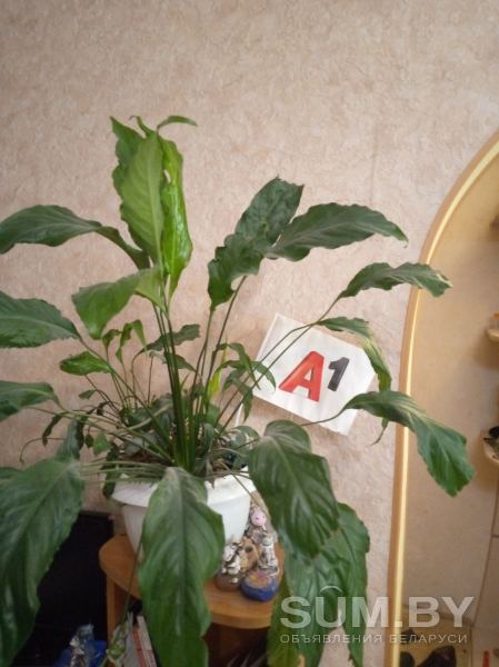 Комнатные растения даром объявление Отдам даром уменьшенное изображение 