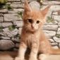 Мейн кун котята объявление Продам уменьшенное изображение 1