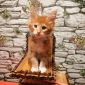 Мейн кун котята объявление Продам уменьшенное изображение 3