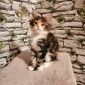 Мейн кун котята объявление Продам уменьшенное изображение 4