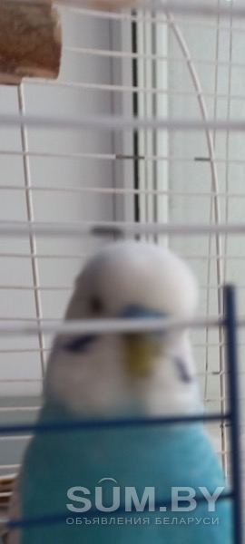 Волнистые попугайчики объявление Продам уменьшенное изображение 