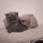 Милые пушистики британские котята объявление Отдам даром уменьшенное изображение 2