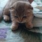 Продам породистых шатландских вислоухих котят объявление Продам уменьшенное изображение 1