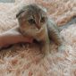 Продам породистых шатландских вислоухих котят объявление Продам уменьшенное изображение 2
