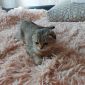 Продам породистых шатландских вислоухих котят объявление Продам уменьшенное изображение 3