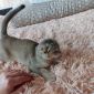 Продам породистых шатландских вислоухих котят объявление Продам уменьшенное изображение 5