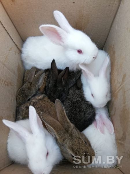 Кролики объявление Продам уменьшенное изображение 