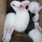 Кролики объявление Продам уменьшенное изображение 6