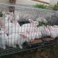 Кролики белый паннон объявление Продам уменьшенное изображение 1