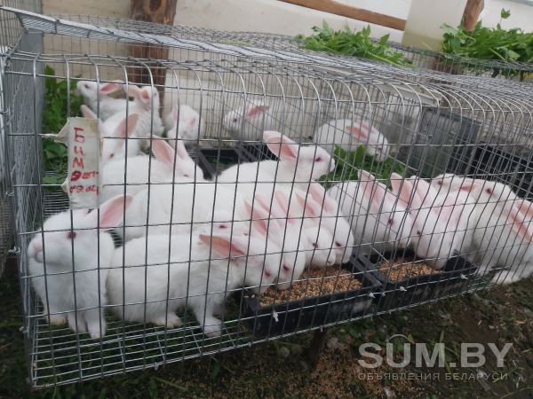 Кролики белый паннон объявление Продам уменьшенное изображение 