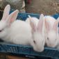 Кролики белый паннон объявление Продам уменьшенное изображение 2