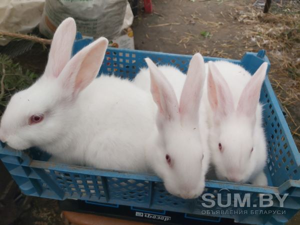 Кролики белый паннон объявление Продам уменьшенное изображение 