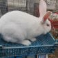 Кролики белый паннон объявление Продам уменьшенное изображение 5