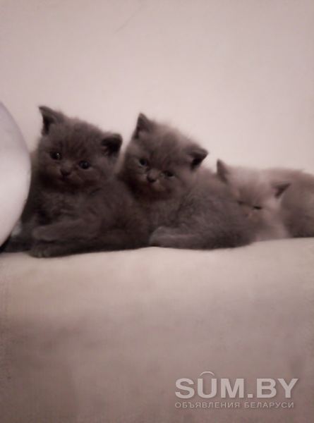 Милые пушистики британские котята объявление Отдам даром уменьшенное изображение 