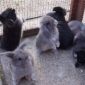 Продаю кролики разных пород и возраста минск объявление Продам уменьшенное изображение 3
