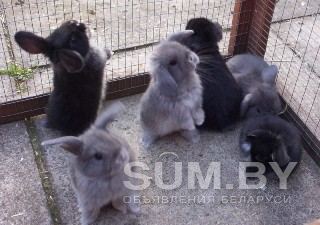 Продаю кролики разных пород и возраста минск объявление Продам уменьшенное изображение 