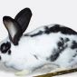 Продаю кролики разных пород и возраста минск объявление Продам уменьшенное изображение 4
