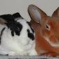 Продаю кролики разных пород и возраста минск объявление Продам уменьшенное изображение 2
