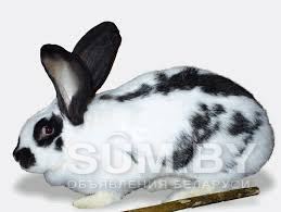 Продаю кролики разных пород и возраста минск объявление Продам уменьшенное изображение 