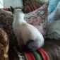Молодая сиамская кошка объявление Отдам даром уменьшенное изображение 3