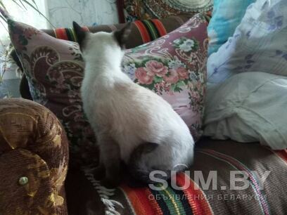 Молодая сиамская кошка объявление Отдам даром уменьшенное изображение 