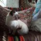 Молодая сиамская кошка объявление Отдам даром уменьшенное изображение 2
