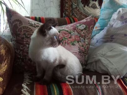Молодая сиамская кошка объявление Отдам даром уменьшенное изображение 
