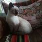 Молодая сиамская кошка объявление Отдам даром уменьшенное изображение 5