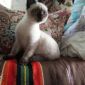 Молодая сиамская кошка объявление Отдам даром уменьшенное изображение 1